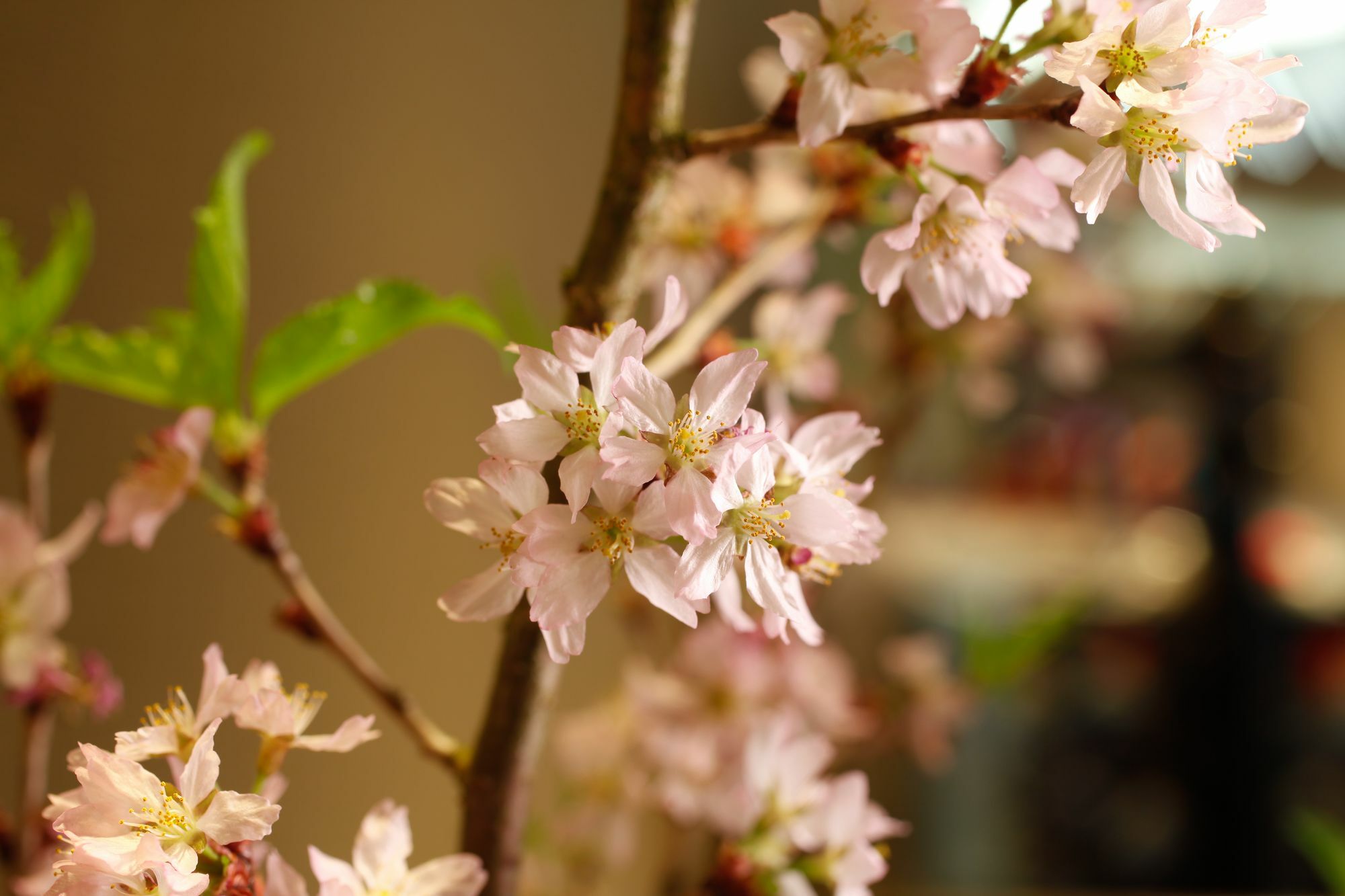 Ryokan Arima Hot Spring Kotori 3*